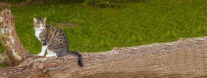 Cat-on-fallen-tree_wide