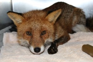 Sparky the Longford Fox