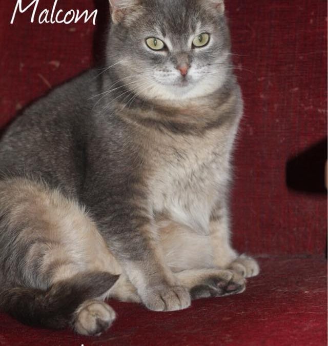 Malcom