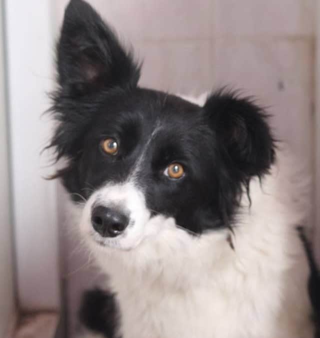 Shani