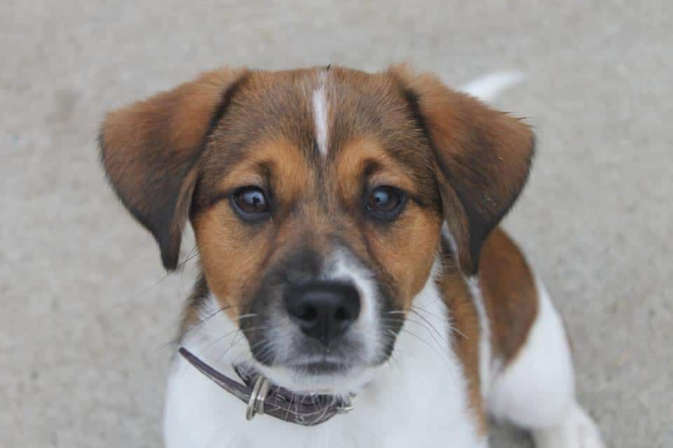 Eoin