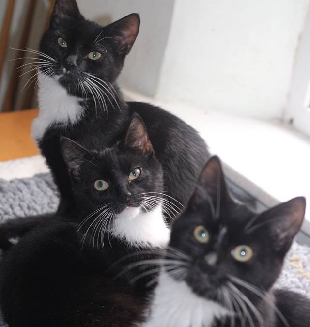 Black & White Kittens